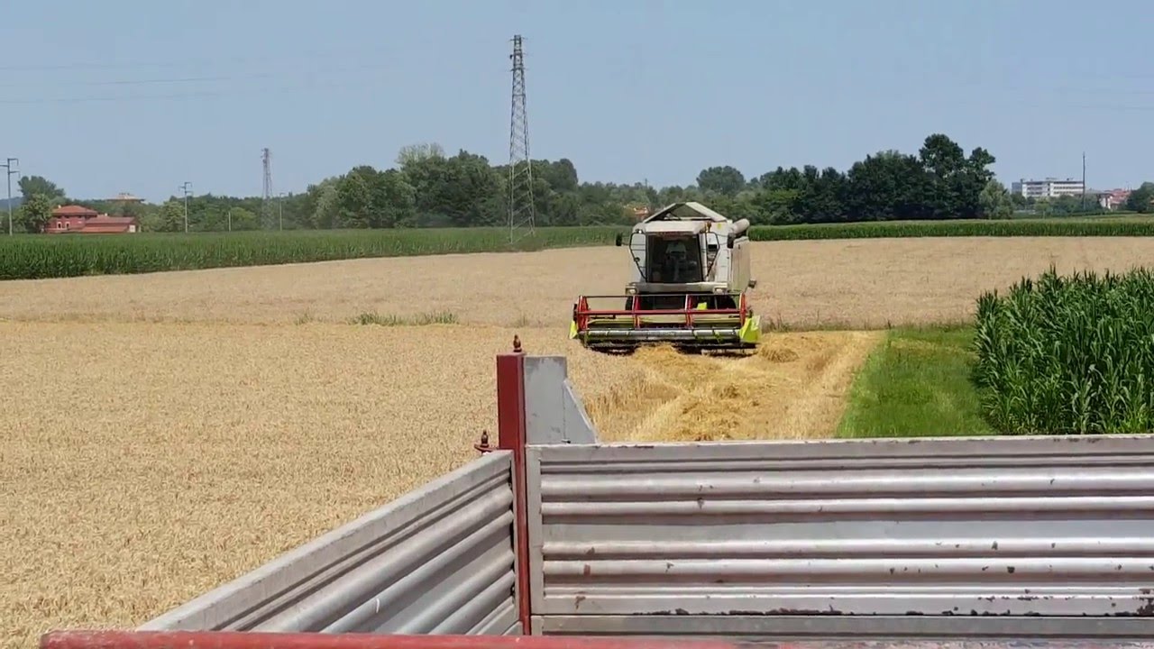 Trebbiatura frumento 2015 con CLAAS Lexion 420 Az. Agr. Massignan