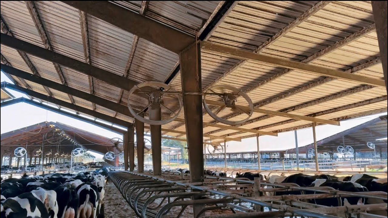 14,000 vacas lecheras,y la cantidad de leche es Enorme?? 😳😳