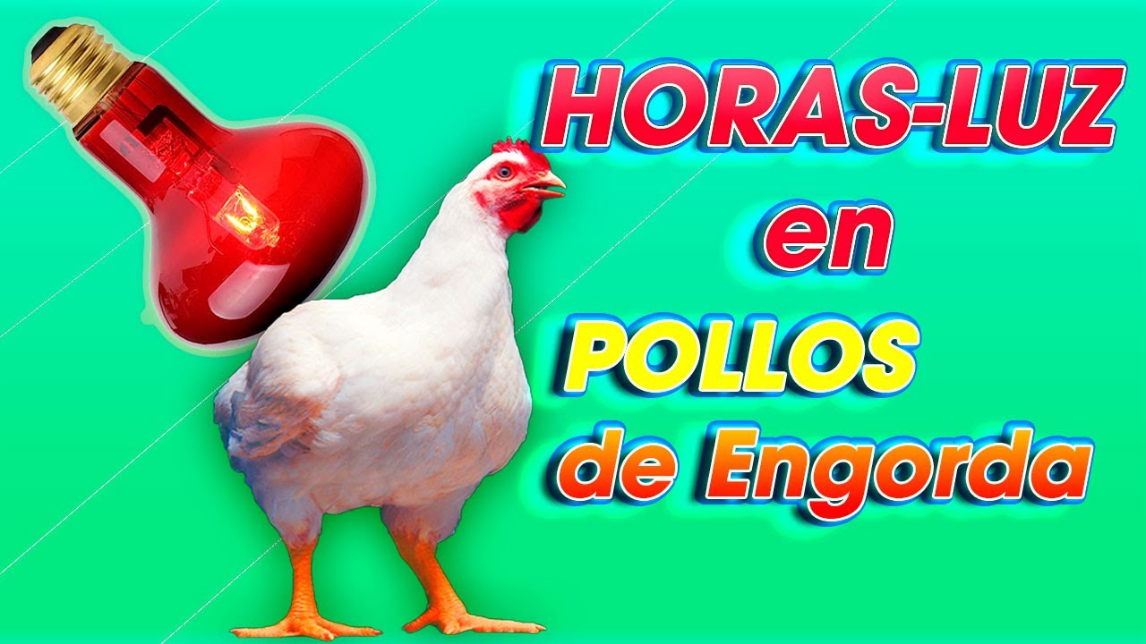 MANEJO de HORAS LUZ en POLLOS ǀ  Ing. Jannin Hernández Blandón MSc.
