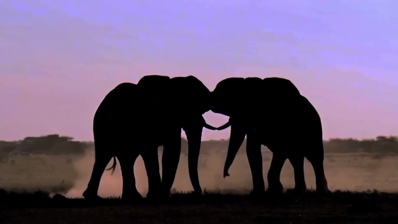 On Safari. Game driving 4. Nxai Pan, Botswana.