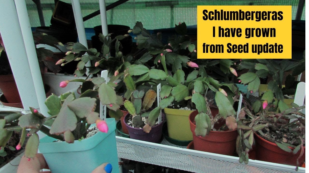 All the Schlumbergera Cacti I have grown from seed | Christmas Cactus | Thanksgiving Cactus #cactus