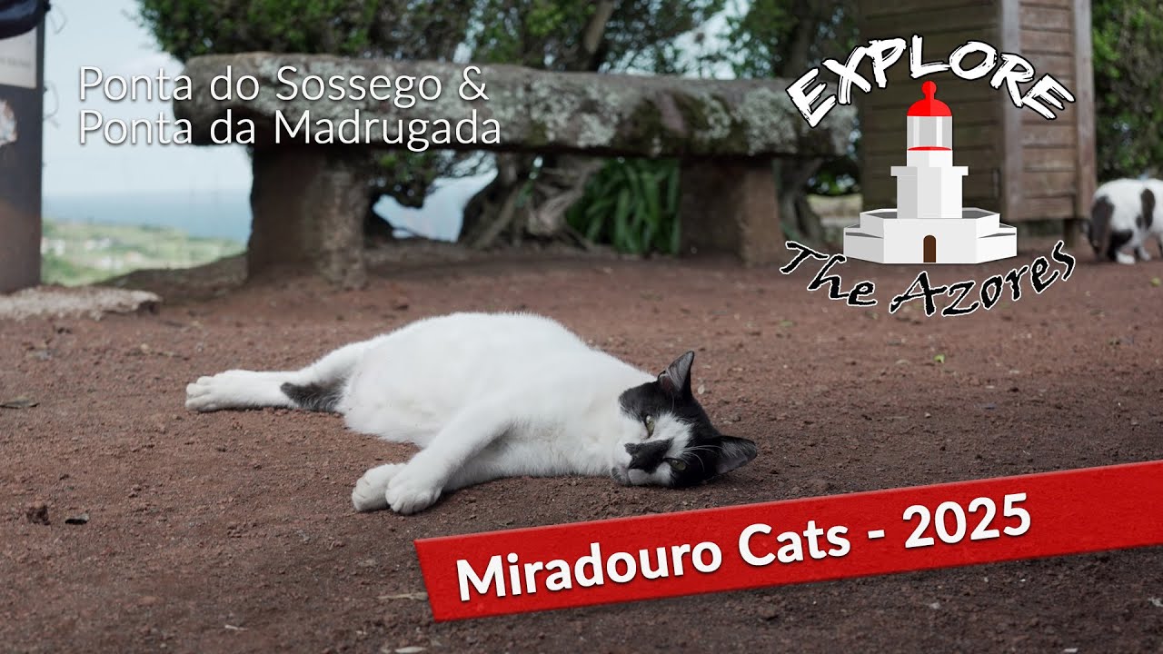 Miradouro Cats 2025 - Nordeste, Azores