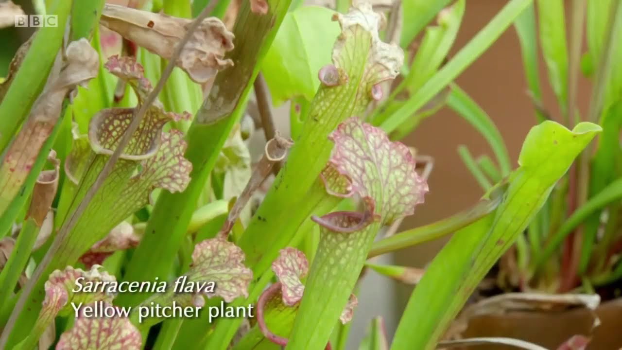 Kertész kertje   húsevő növények S51E08 részlet