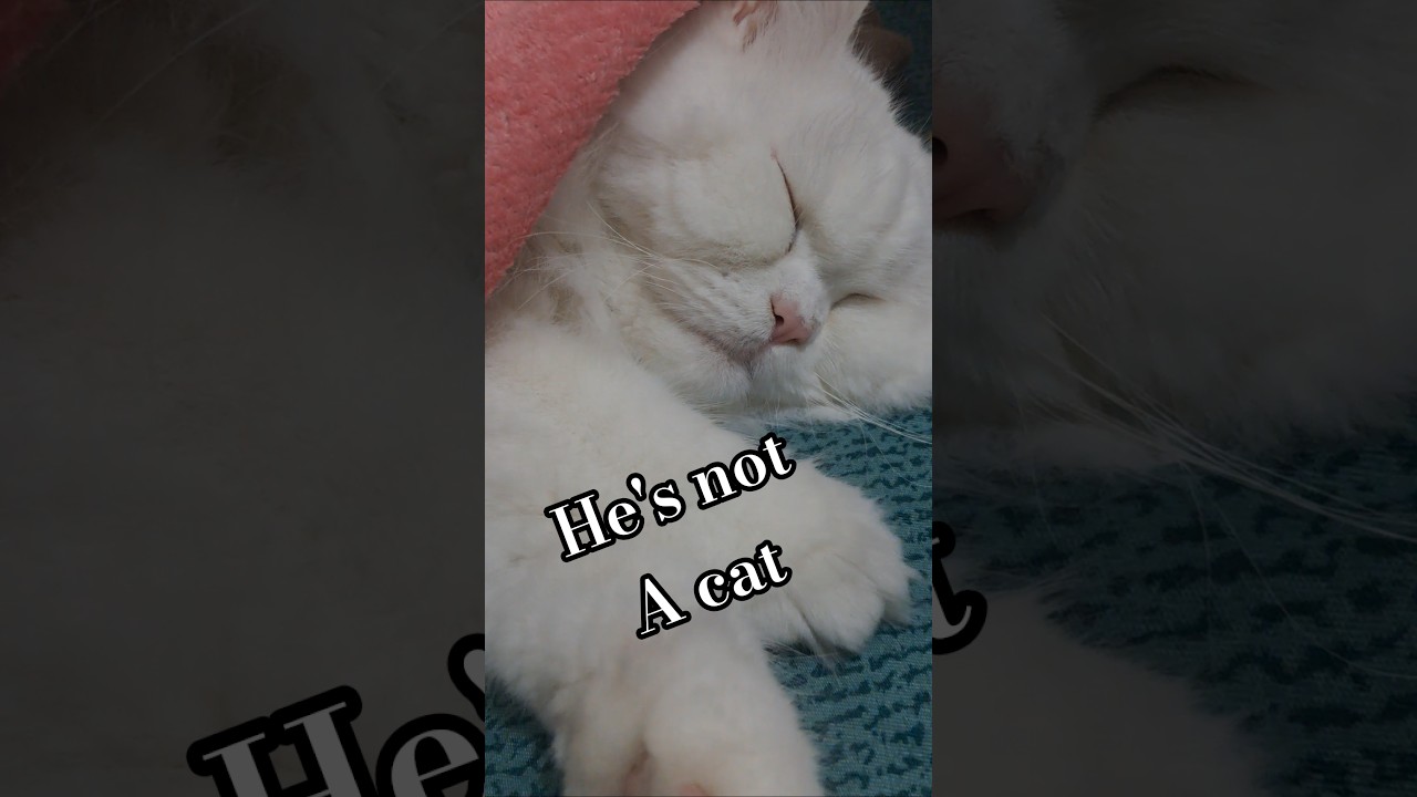 he is a human baby not a cat