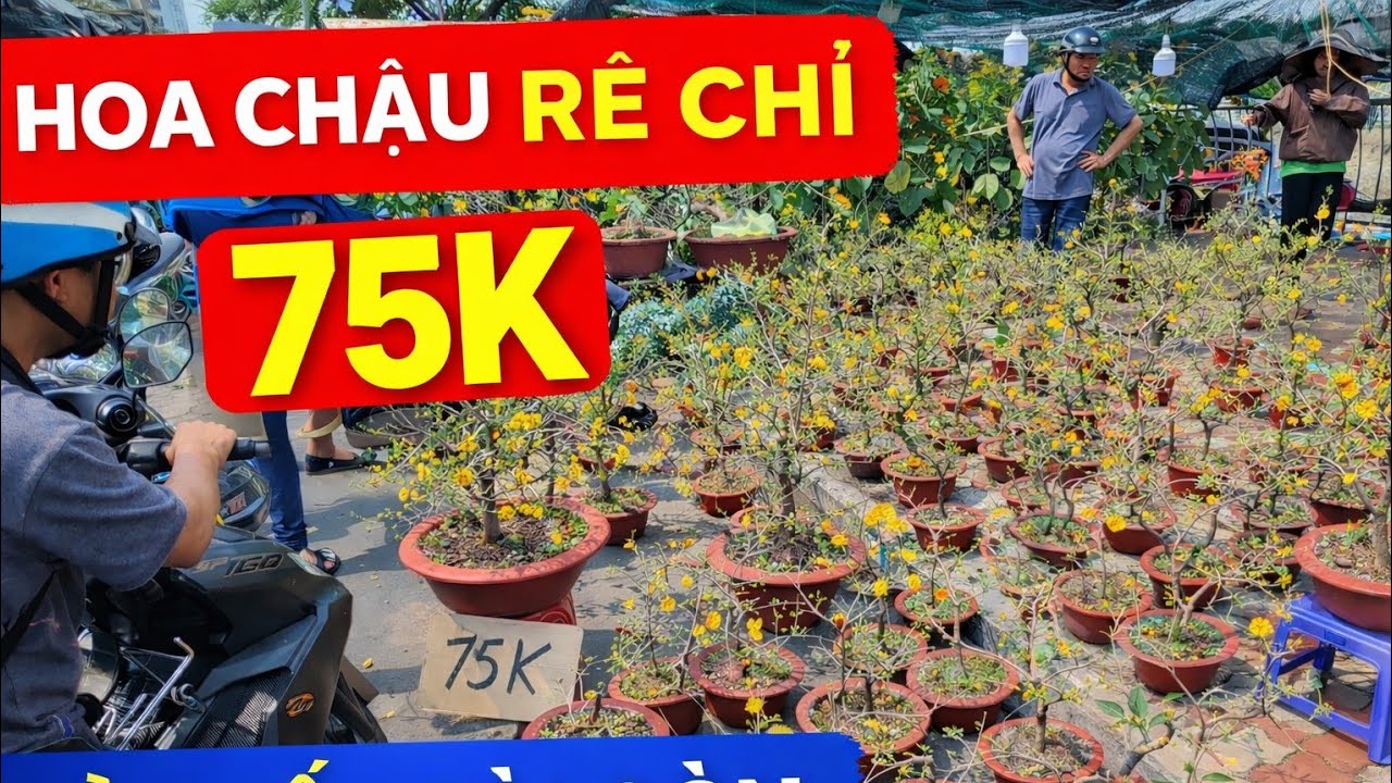 Choán toàn tập Mai chậu 75K rẻ chưa từng có chợ hoa xuân chiều muộn nhà vườn xổ rẻ về sớm