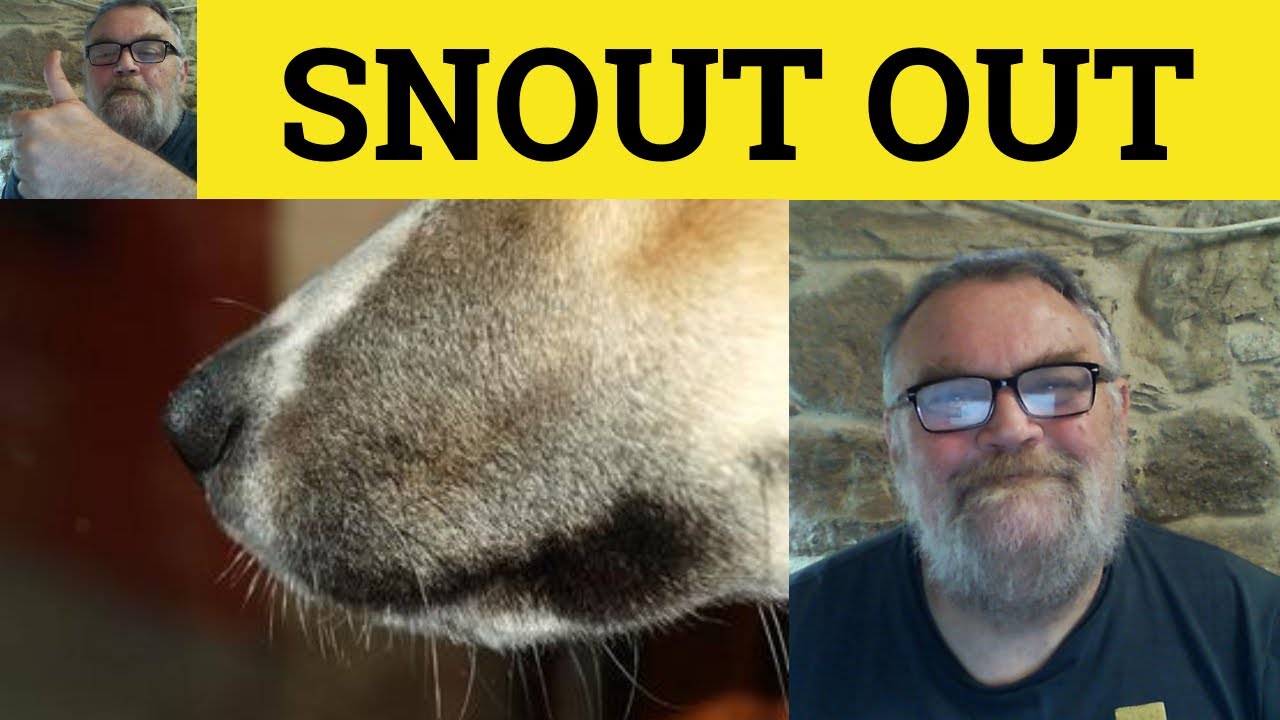 🔵 Snout Out - Snout meaning - Snout Out Examples - Snout Definition - British English Slang