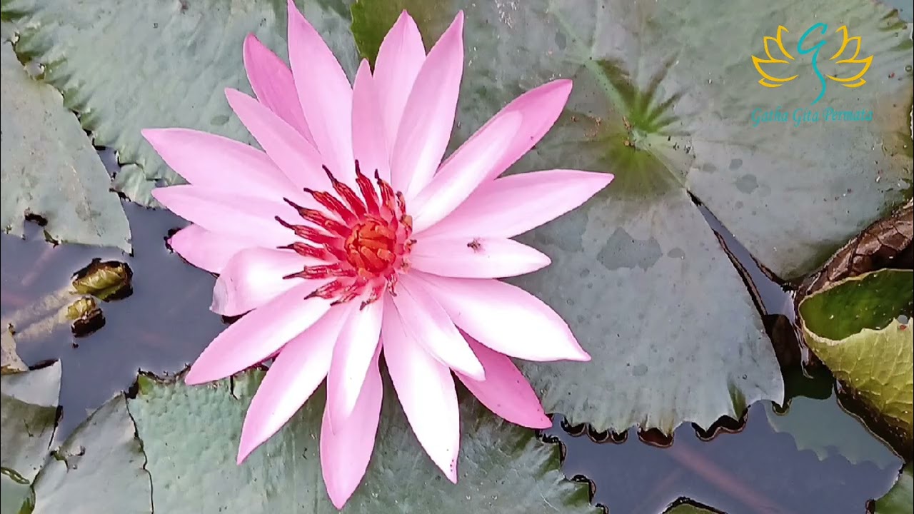 Teratai