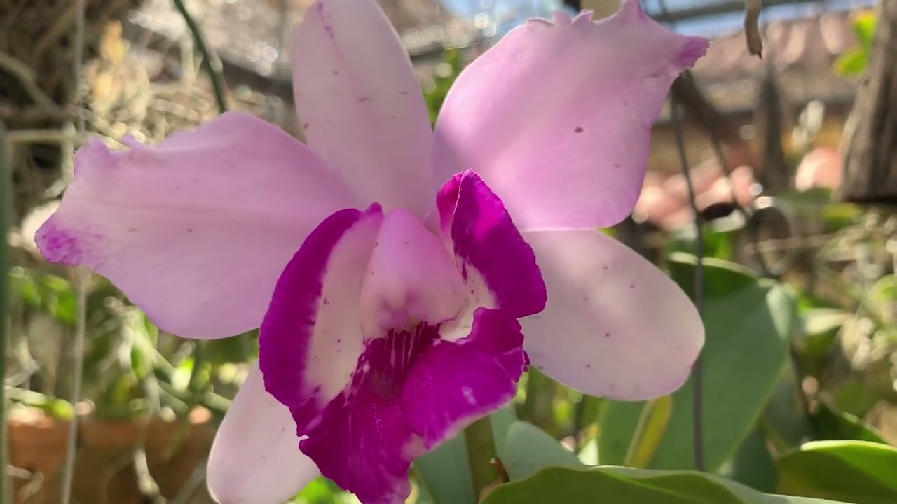 Muitas flores no meu Orquidário