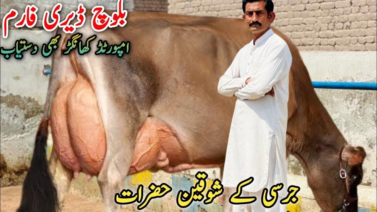 Baloch Dairy Farm | imported cows And Jersey cows #janibest 