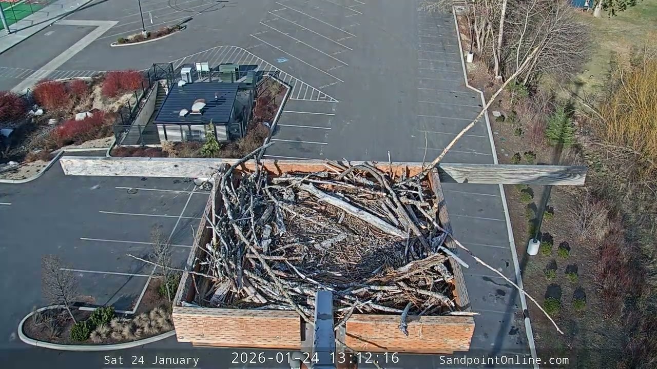 2026-01-24 Sandpoint Online - Osprey Nest Time-lapse
