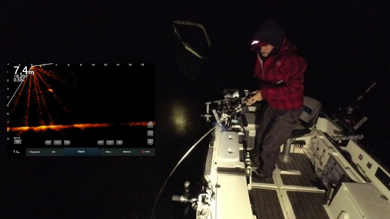 Big zander stor g&ouml;s med hj&auml;lp av LiveScope.