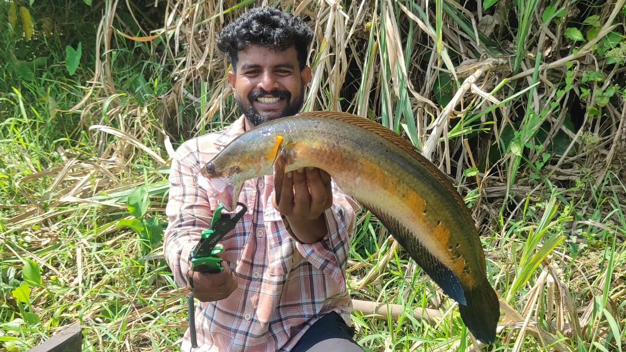ചേറുമീനും വരാലും | snakehead fishing in kerala river | nova jr frog lure | morning fishing #fishing 
