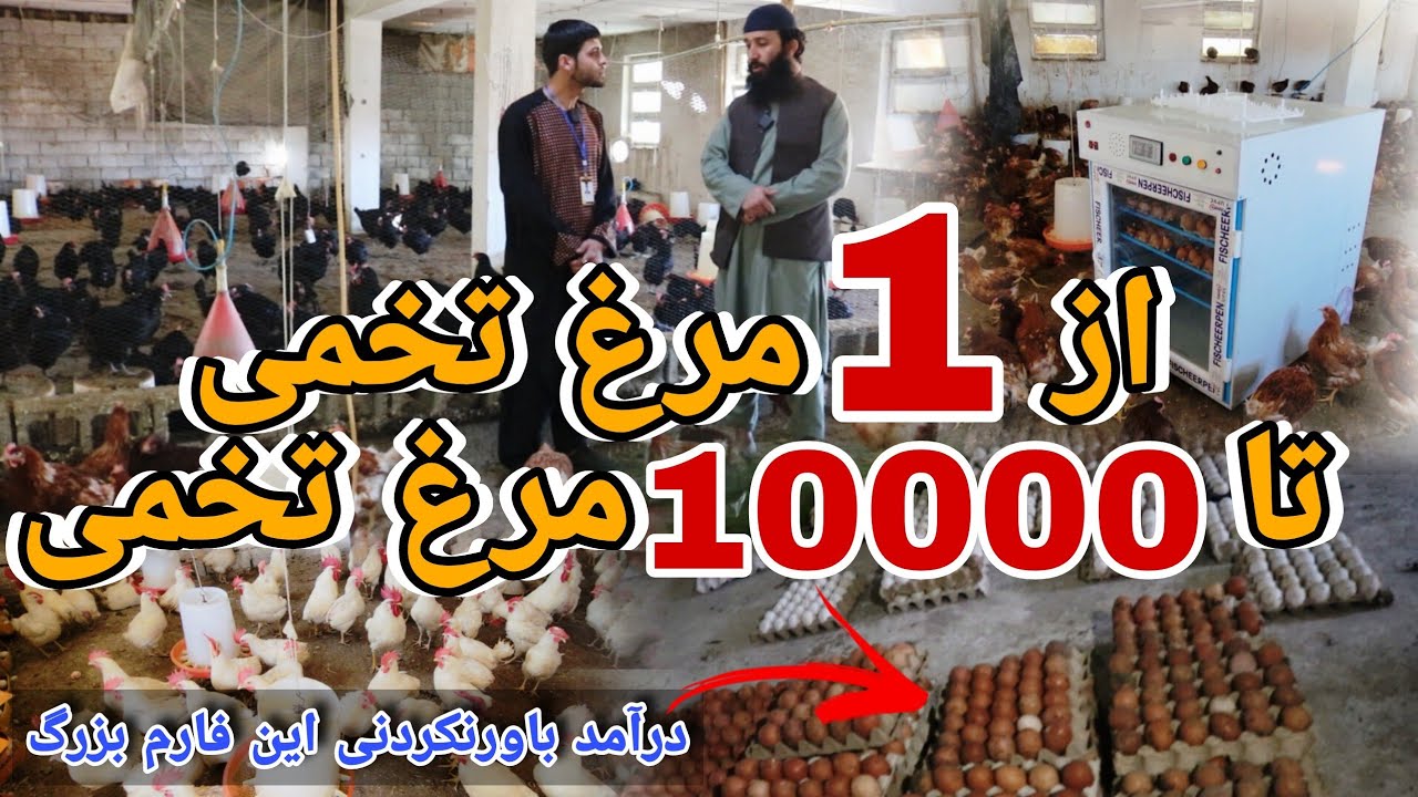 فارم بزرگ مرغداری و درآمد باورنکردنی این فارم این ویدیو را از دست ندهید 🐣🇦🇫 || شرکت مرغداری فقیری