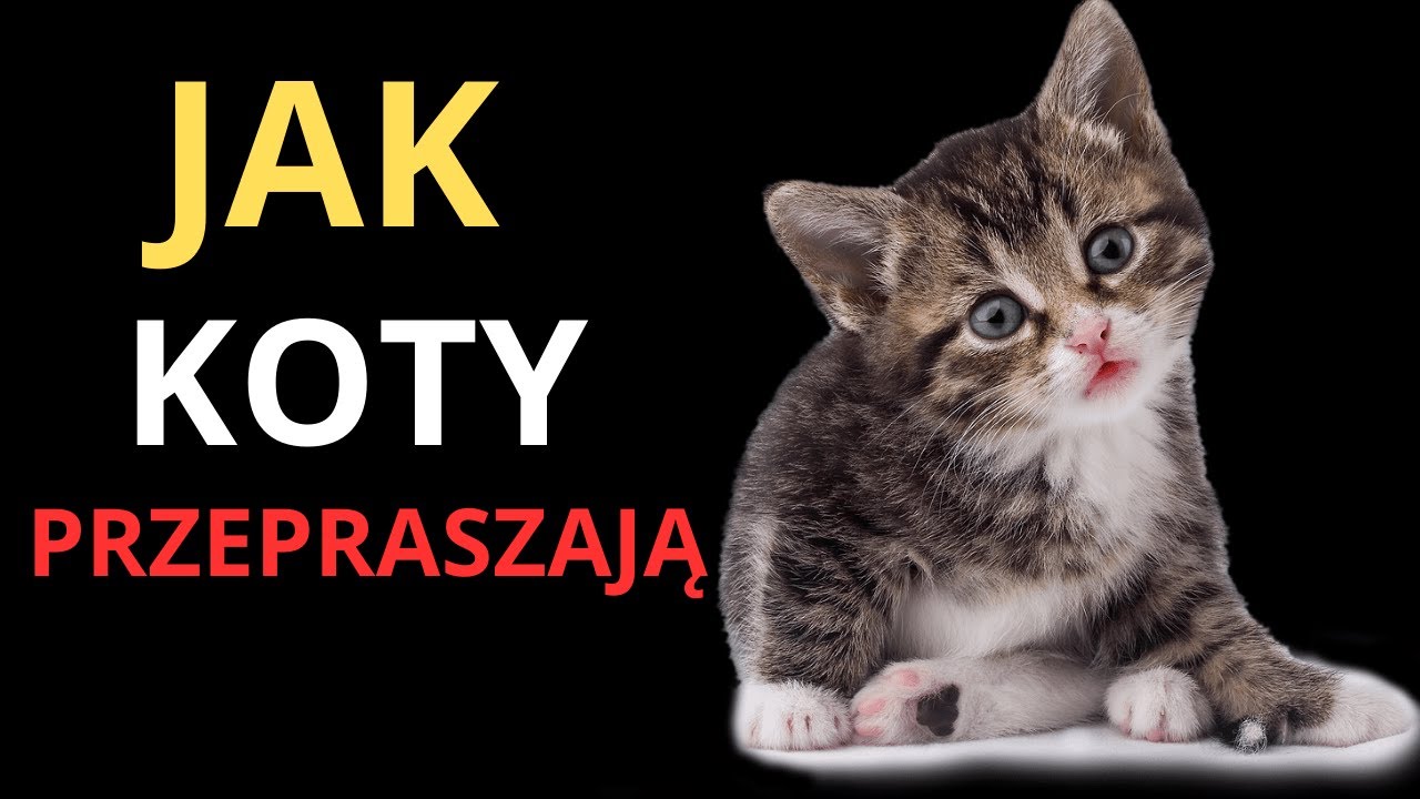 😿❤️ Twój kot próbował cię przeprosić, a ty tego nie zauważyłeś: zobacz, jak to rozpoznać