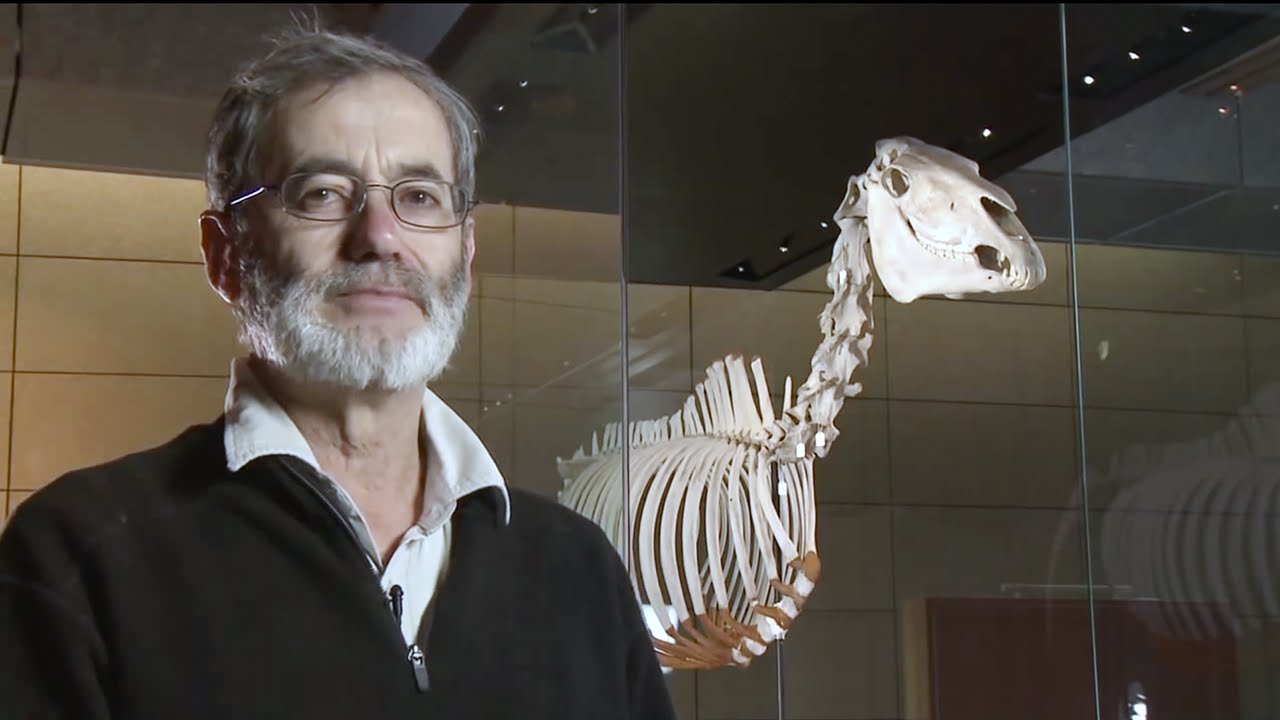 Подготовка Phar Lap к передаче в аренду музею Мельбурна