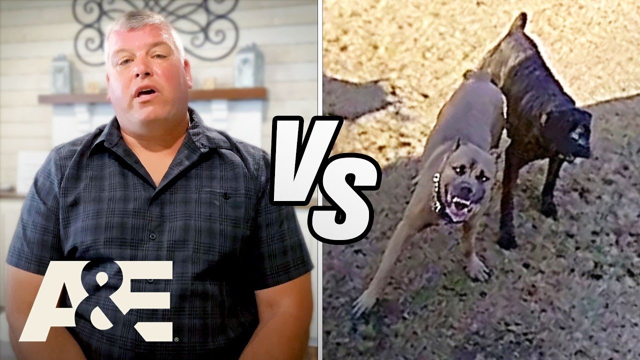 Neighborhood Wars: Animal Attacks, Rescues & Wild Encounters | Top 9 Moments | A&E