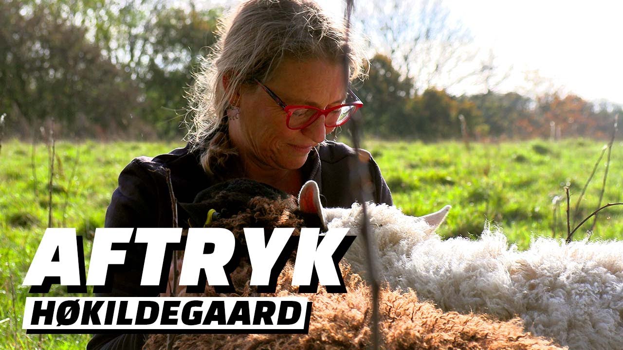 Klarer Lars lammefødselen ved Høkildegaard?😳