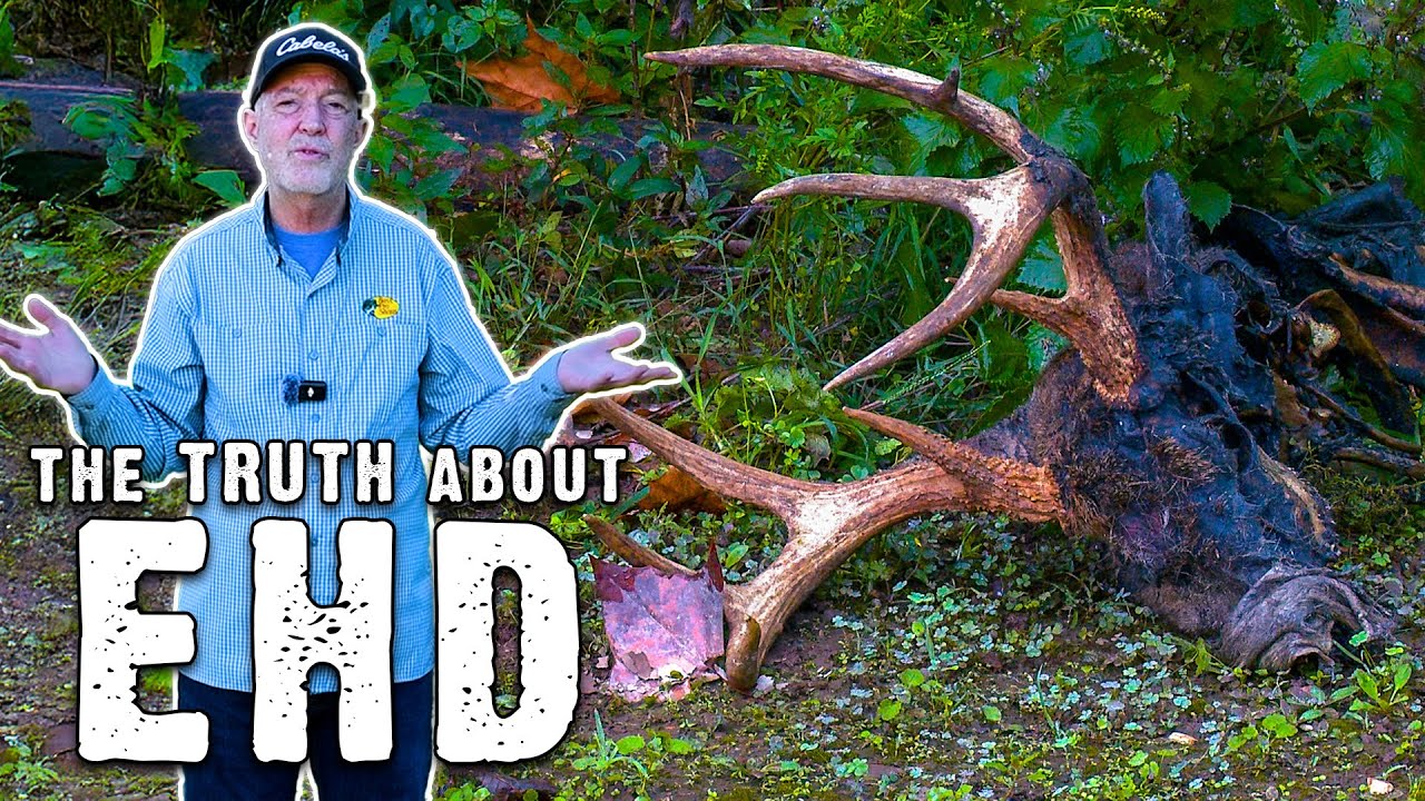 The Truth About EHD in Deer: Causes, Outbreaks, and What Hunters Should Know