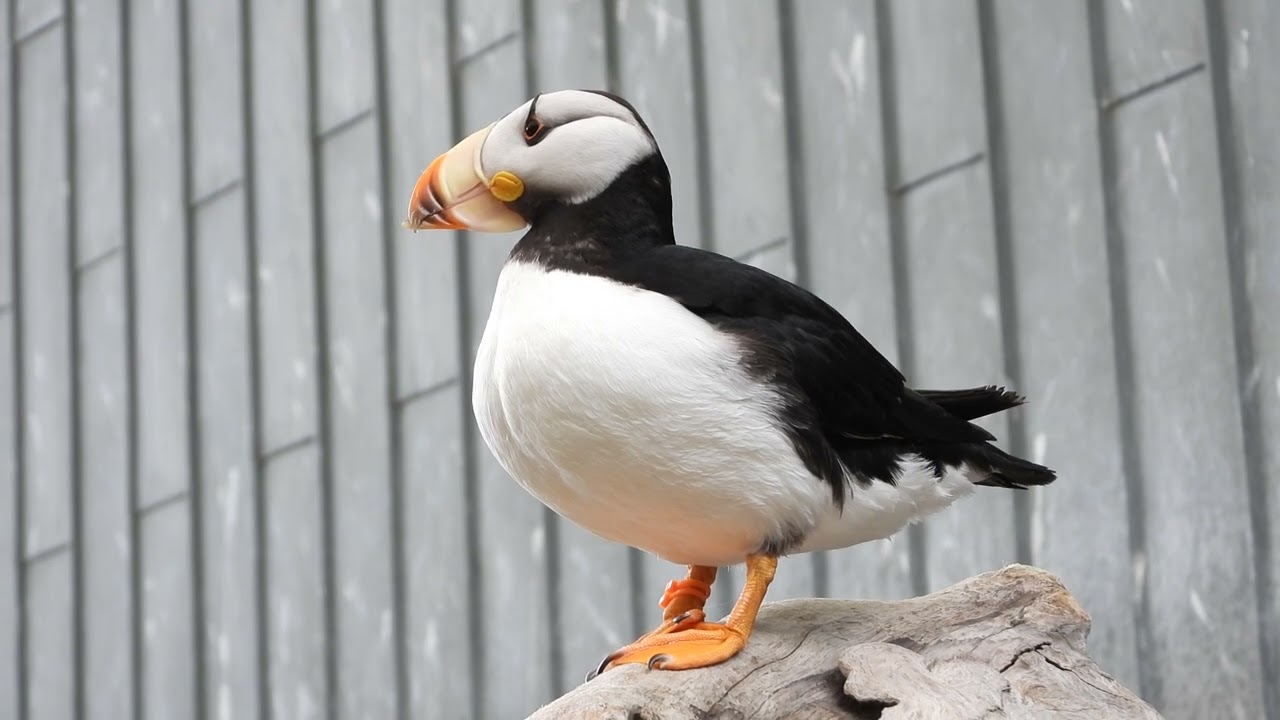 Alaska Sealife Centers Horned Puffin!