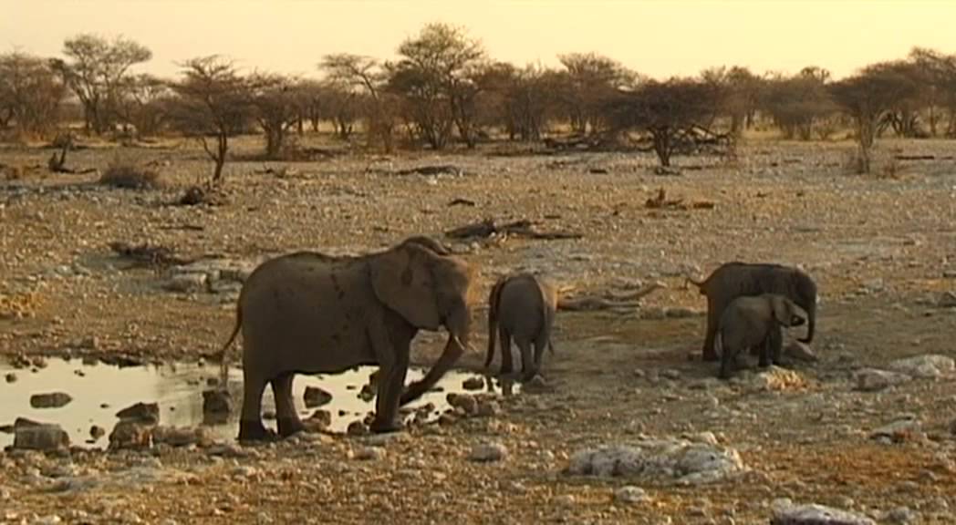 Etosha Vacation Travel Video Guide