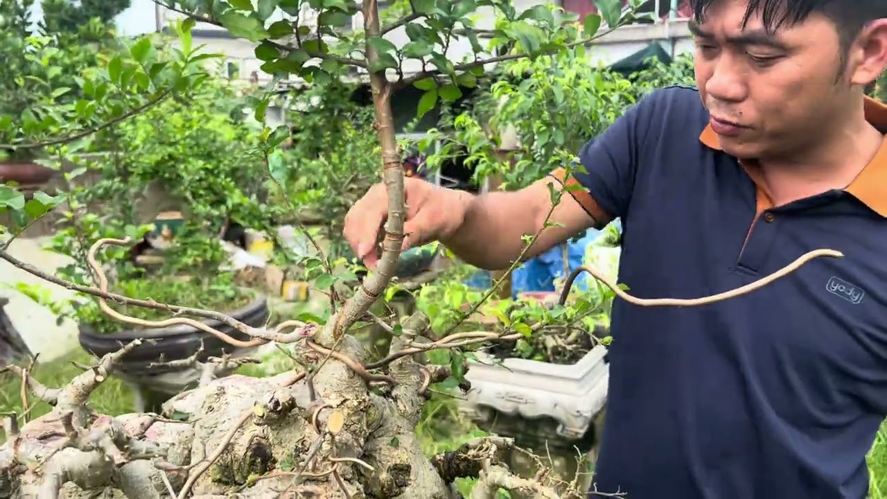 Hướng dẫn ae định hình cắt giật Duối