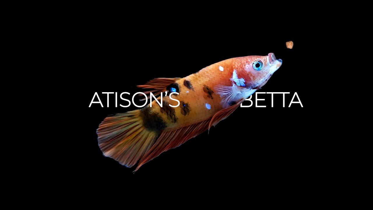 ATISON'S BETTA