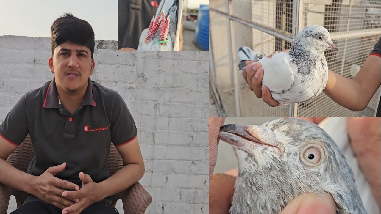 میرے گولڈن کبوتر کی حیرت انگیز صلاحیتیں || دیکھیں اس کی خصوصیات || PINDI PIGEON HUB #saifabbasi