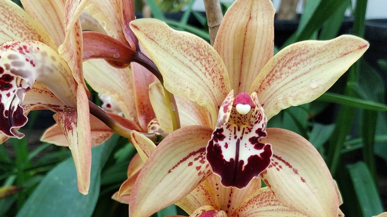 cultivando de esta manera,  mira que hermosas y sanas están nuestras plantas