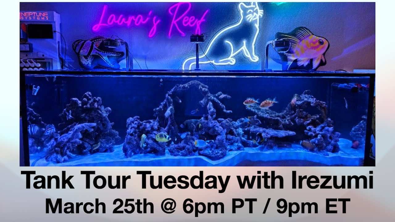 Tank Tour Tuesday March 2025