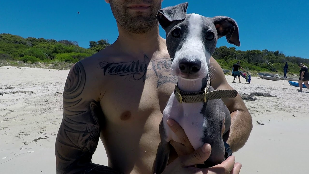 Cute Italian Greyhound Puppy At The Beach // The Story Of Spencer