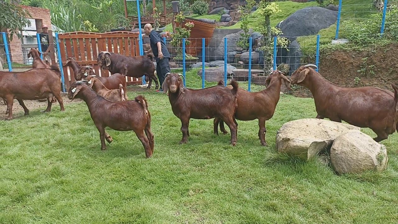 Raising red boer and kalahari goat in mountain | Boer Goat Farm