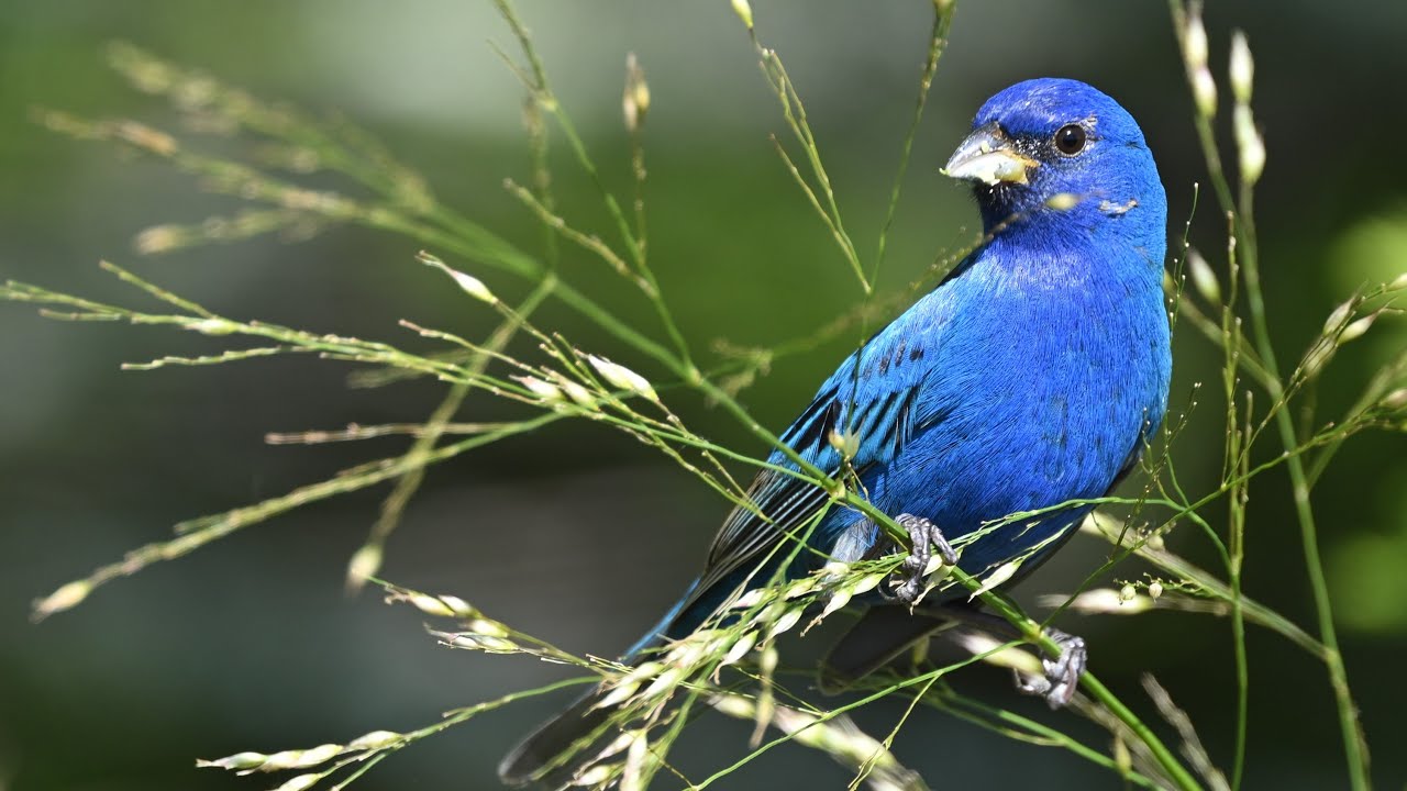 SWEETWATER WETLANDS PARK - MARCH & APRIL 2025