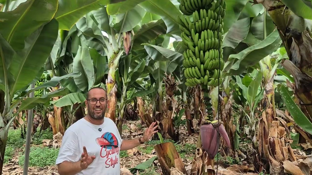 Finca Las Alcaravaneras, mejora de la gestión del plátano ecológico