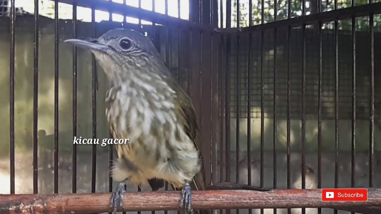 Suara burung bayeman nembak isian rapat