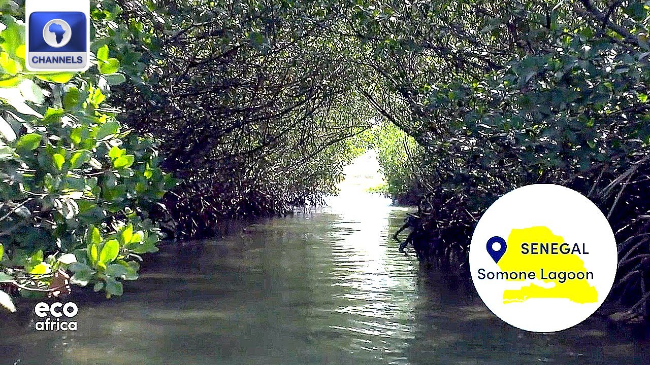 Why Senegal's Somone Lagoon Is Special, Using Fungus To Fight Weeds In Kenya + More | Eco Africa