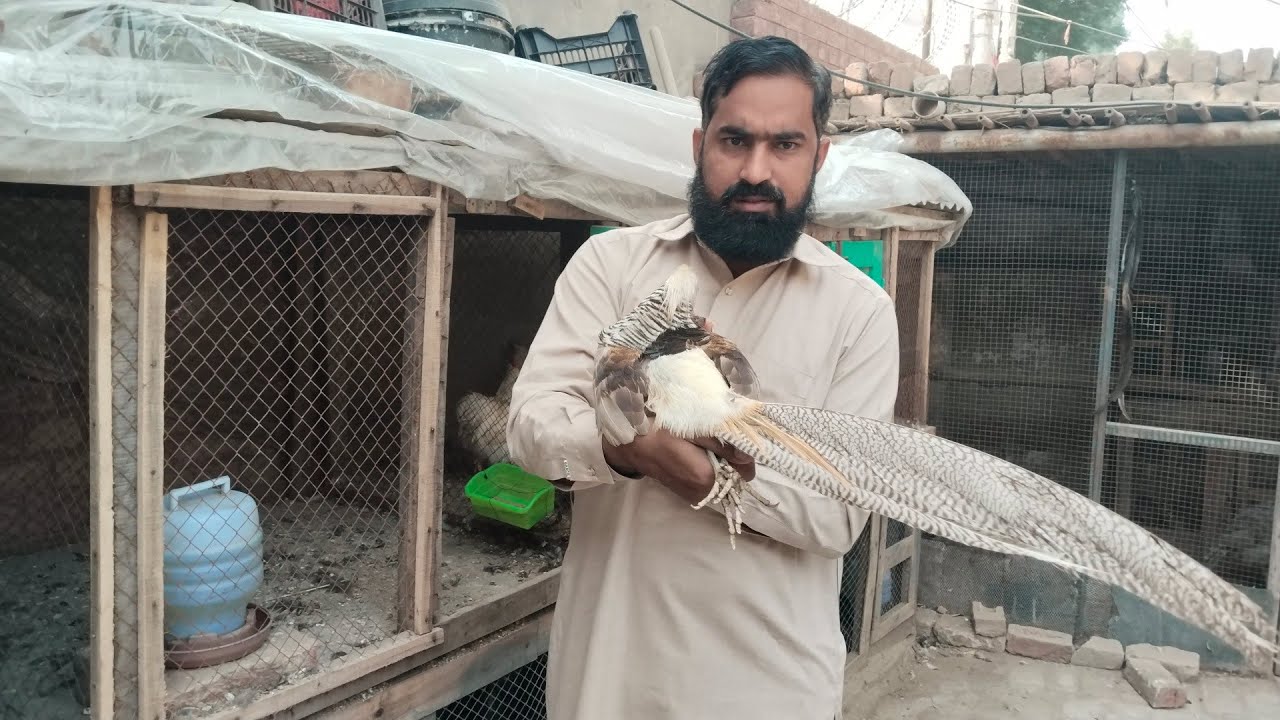 Yellow fezant breeder Male and red golden fezant breeder 3 female and sold out jawed bahi Lahore 