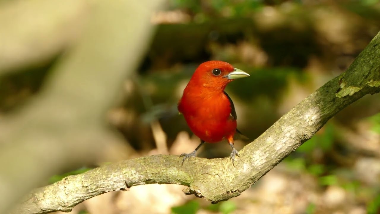 Exploring Connecticut's Enigmatic Endemic Birds