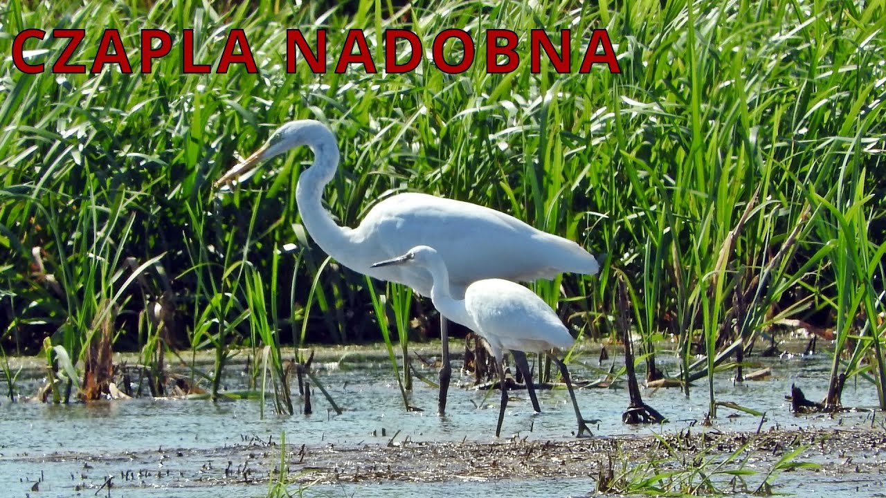 Czapla nadobna - Egretta garzetta