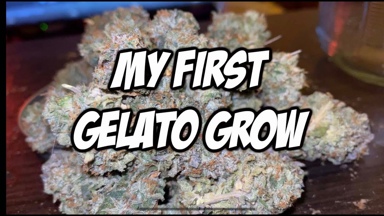First time Indoor (GELATO) grow 3x3 Tent