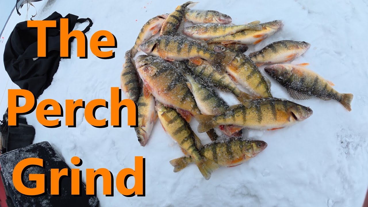 The Green Bay Perch Grind! - 1-4-2026