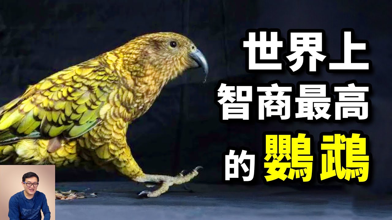 跟烏鴉PK智力不落下風，半夜襲擊羊群世紀未解之謎！世界上最「高」的鸚鵡，紐西蘭啄羊鸚鵡的瘋狂真相……【老肉雜談】#動物 #鳥 #鸚鵡 #寵物 #parrot