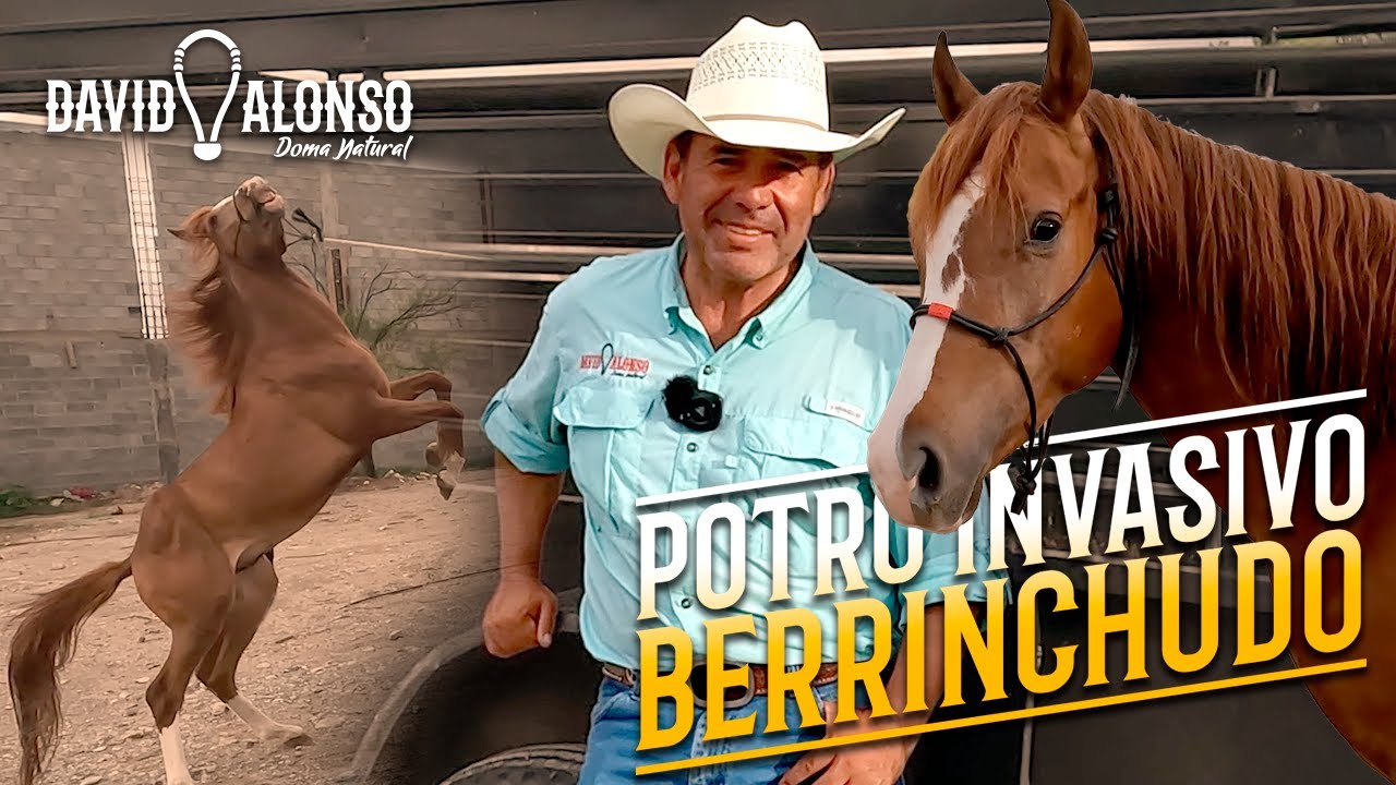 Potro Invasivo y Berrinchudo