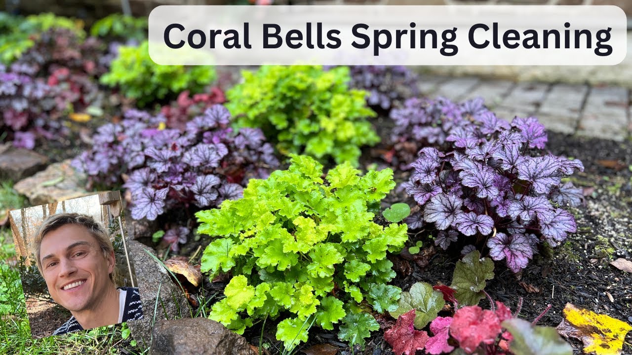 Heuchera Coral Bells Spring Cleaning