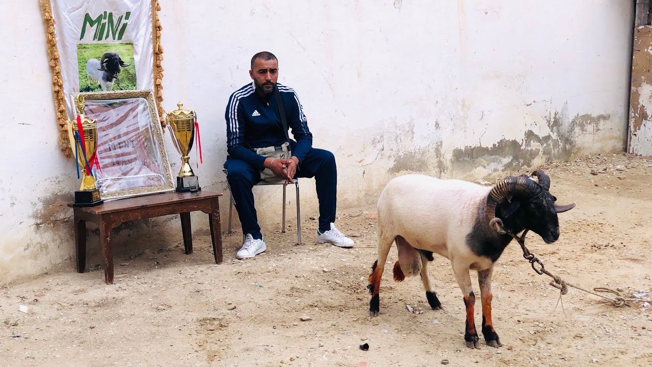 الميني بطل تونس 10 مباريات 🇹🇳🏆