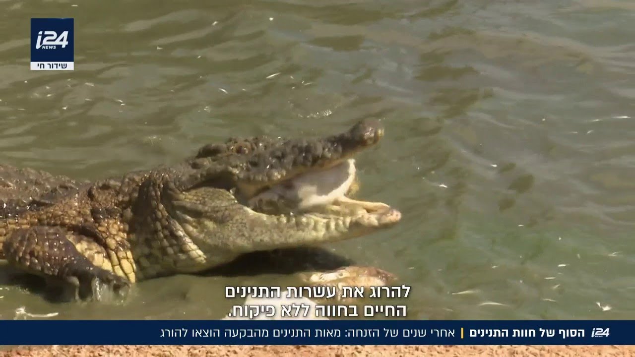 הבעלים של חוות התנינים מאשים לאחר שהם הוצאו להורג: 