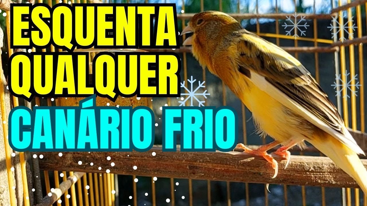 Canario Belga Cantando - Canto de Canário Belga para Esquentar Qualquer Canário Frio (MUITO EFICAZ!)