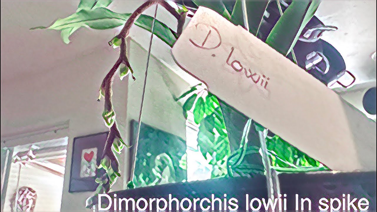 BUCKETLIST ORCHID IN SPIKE : Dimorphorchis lowii #orchidspecies