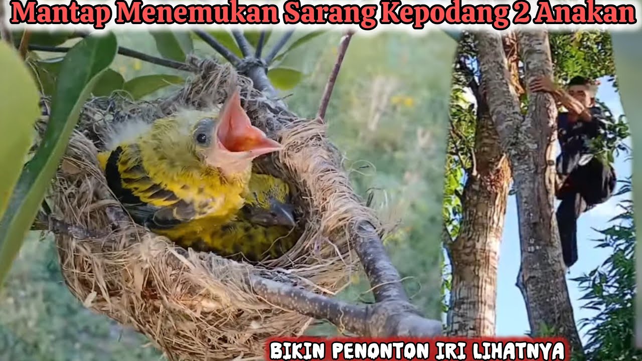 Bikin Penonton Ngiler‼️Menemukan Sarang Kepodang isi 2 anakan