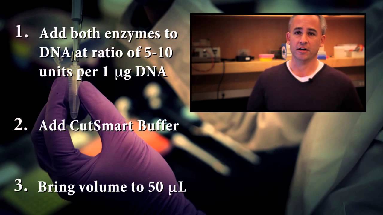 NEB Restriction Enzyme Double Digest Protocol