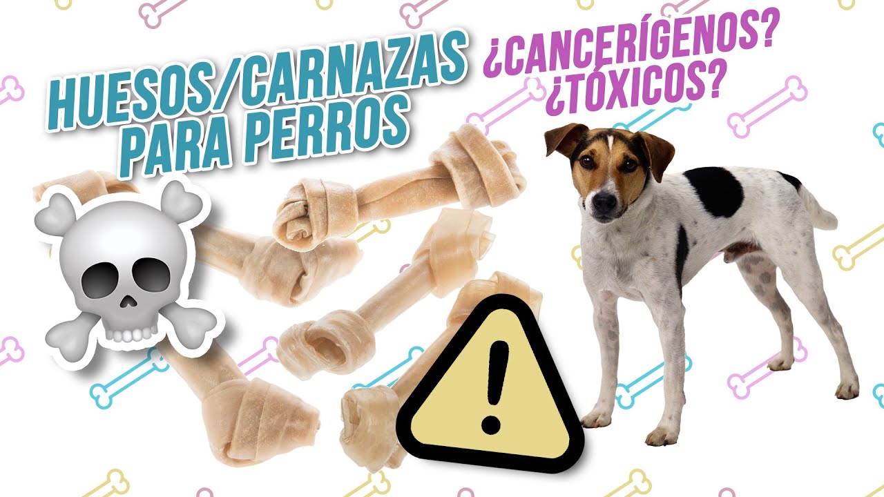 &iquest;Son malos los HUESOS PRENSADOS o CARNAZAS para PERROS? | &iquest;Son peligrosos para tu mascota?